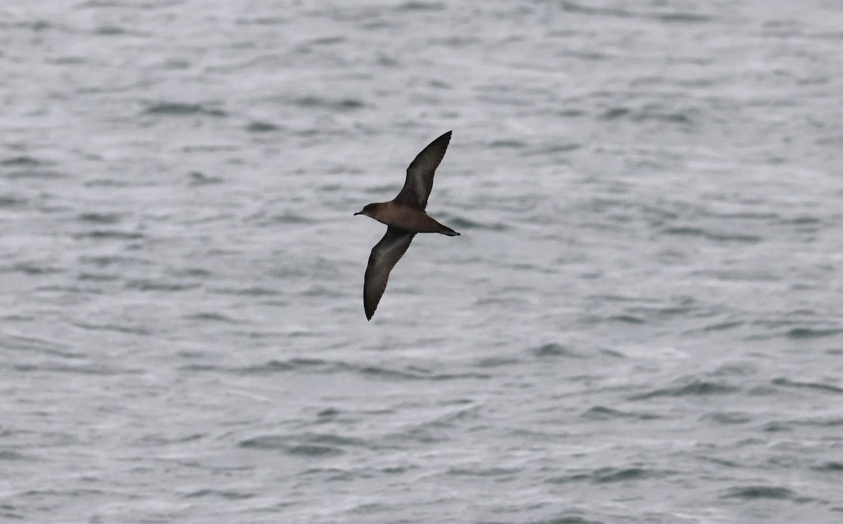 Short-tailed Shearwater - ML642822095