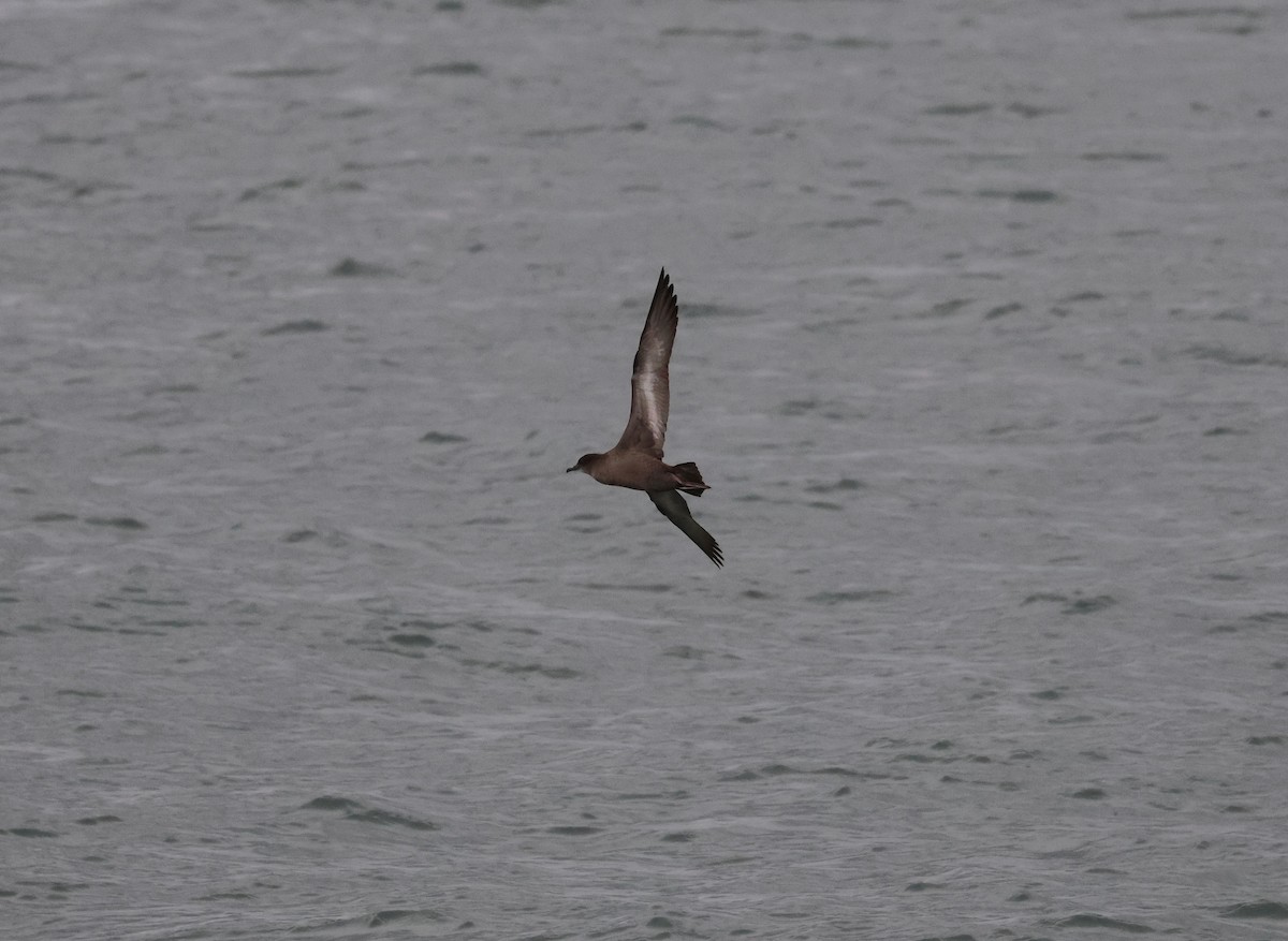 Short-tailed Shearwater - ML642822096
