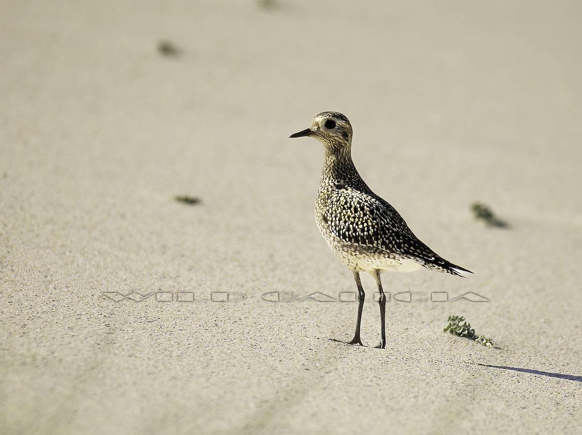 European Golden-Plover - ML642822102