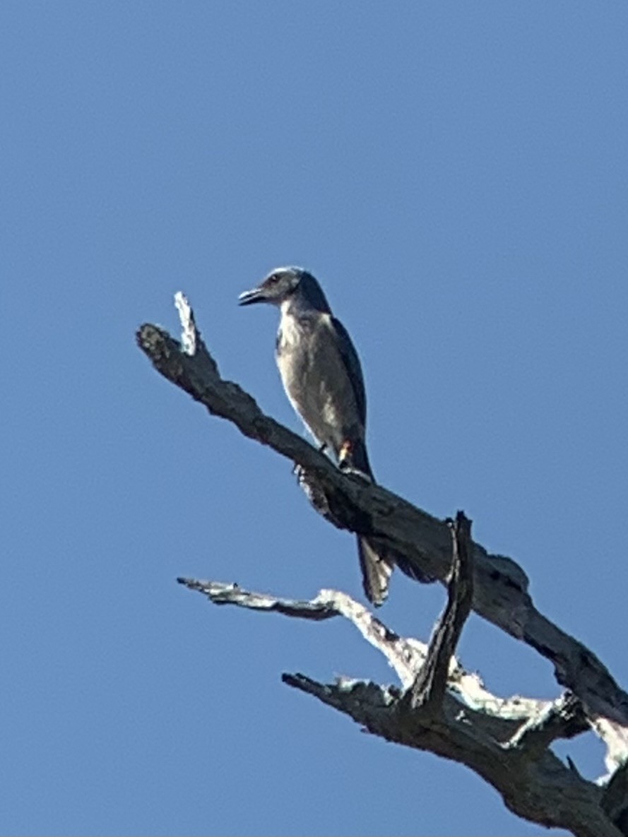 Florida Scrub-Jay - ML642822110