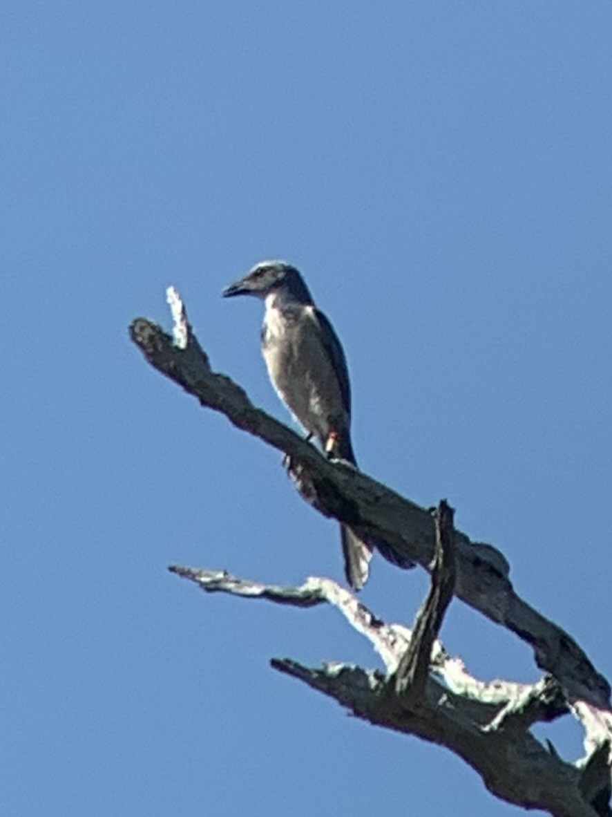 Florida Scrub-Jay - ML642822111