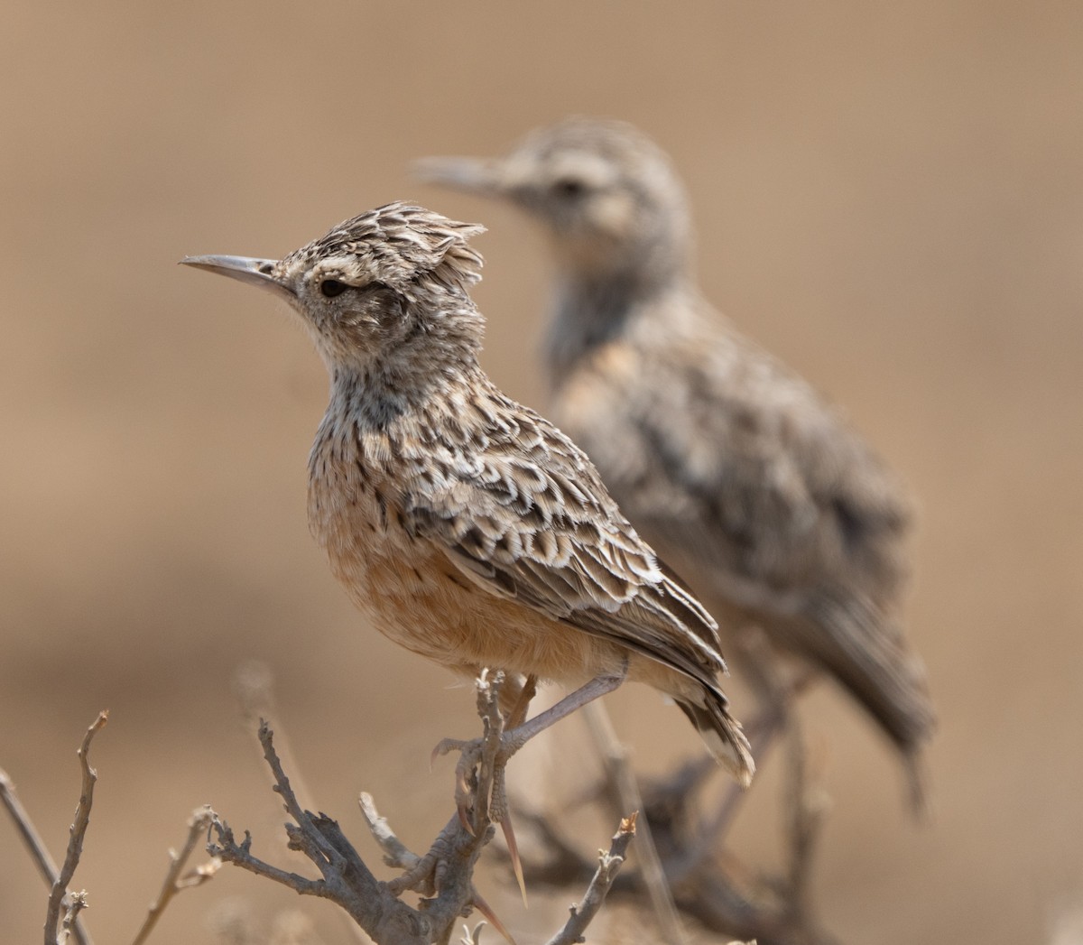 Beesley's Lark - ML642822125