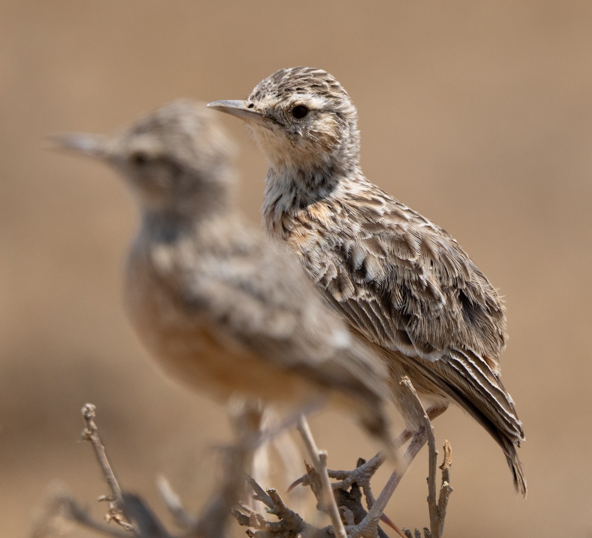 Beesley's Lark - ML642822129
