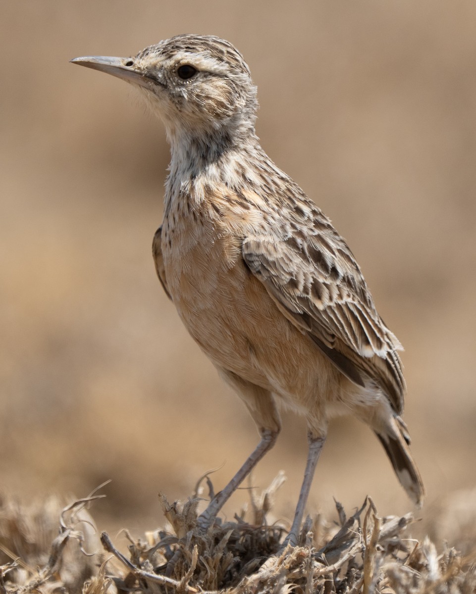 Beesley's Lark - ML642822131