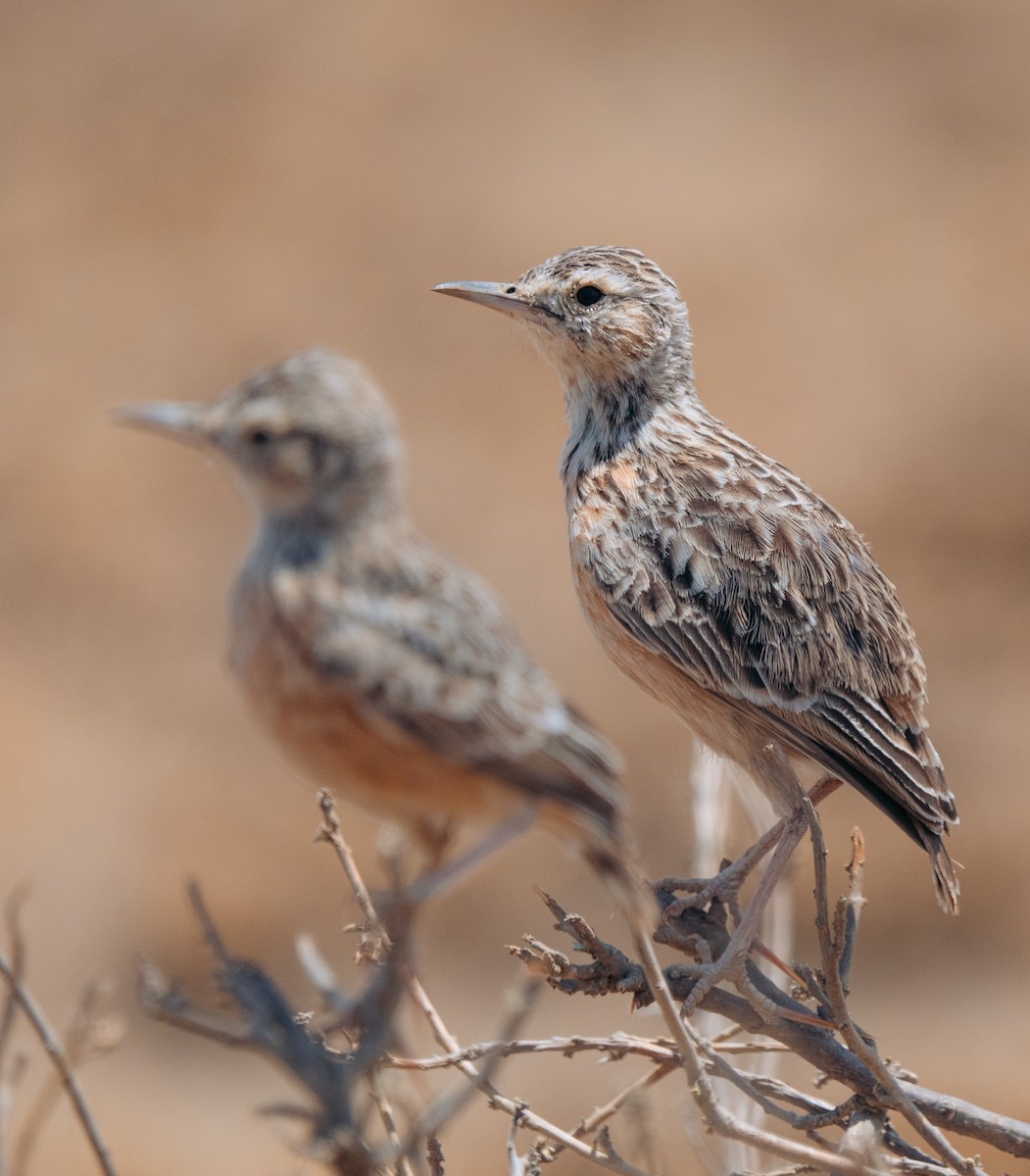 Beesley's Lark - ML642822132