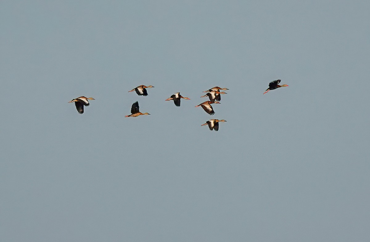 Dendrocygne à ventre noir - ML642822136