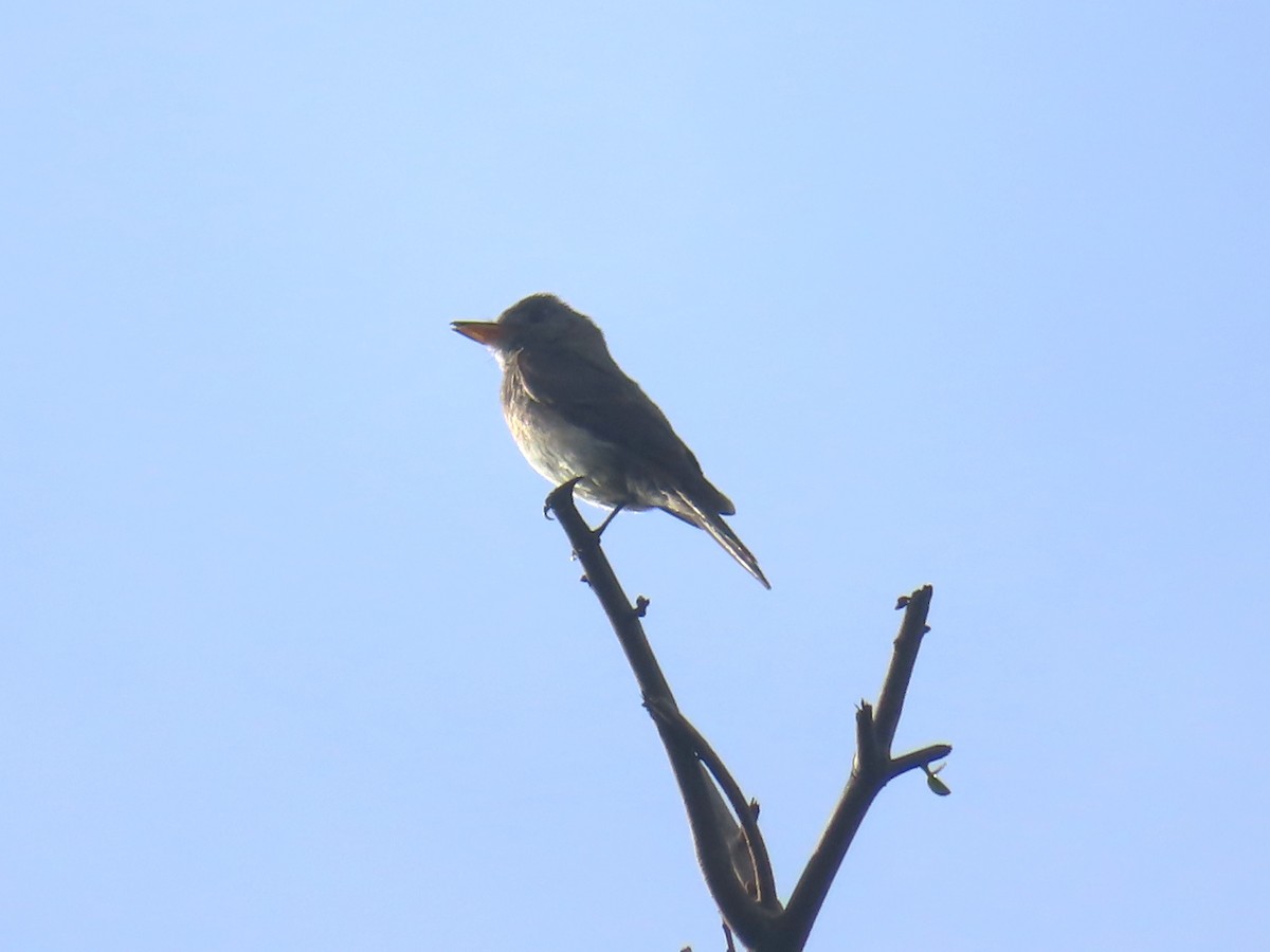 Olive-sided Flycatcher - ML642822139