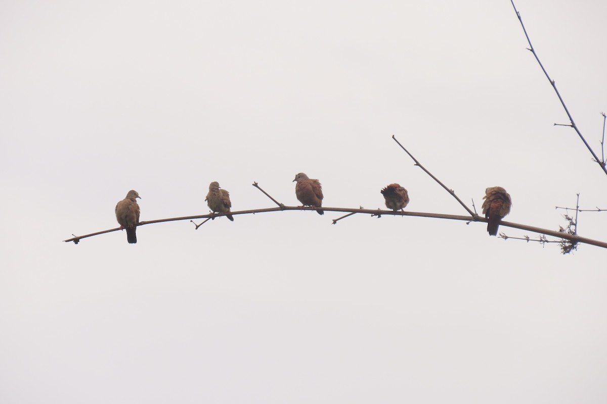 Ruddy Ground Dove - ML642822140