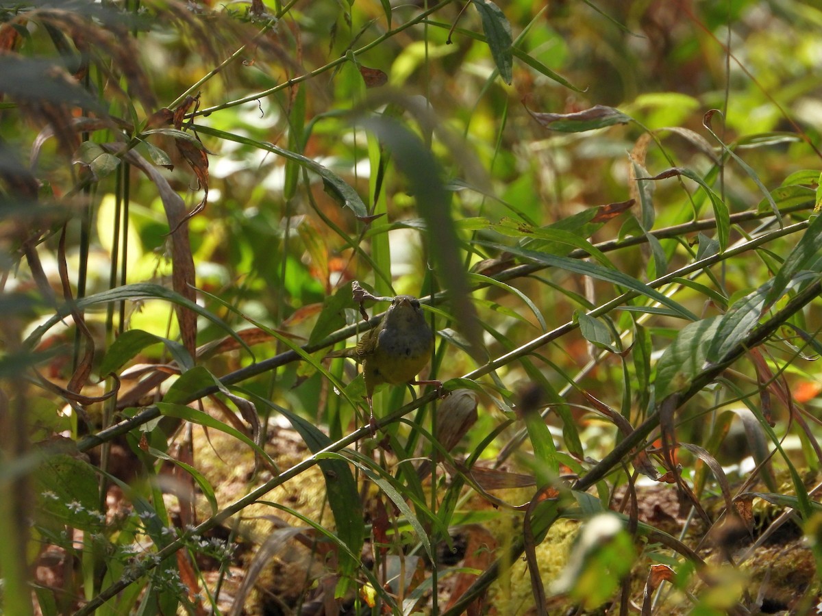 Graukopf-Waldsänger - ML642822149