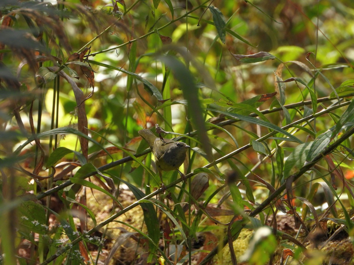 Graukopf-Waldsänger - ML642822150