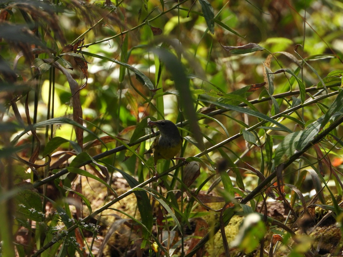 Graukopf-Waldsänger - ML642822153