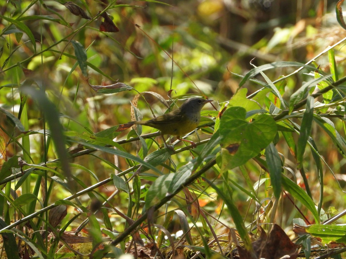 Graukopf-Waldsänger - ML642822155