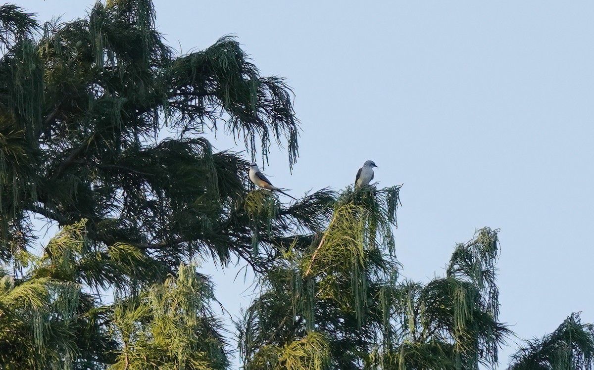 Tyran à longue queue - ML642822161