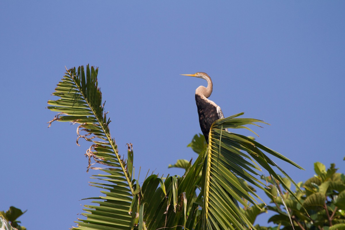 Oriental Darter - ML642822164