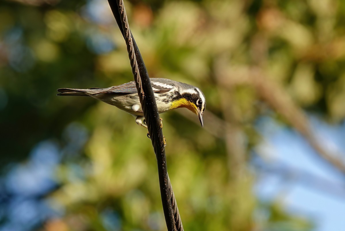 Paruline à gorge jaune - ML642822175