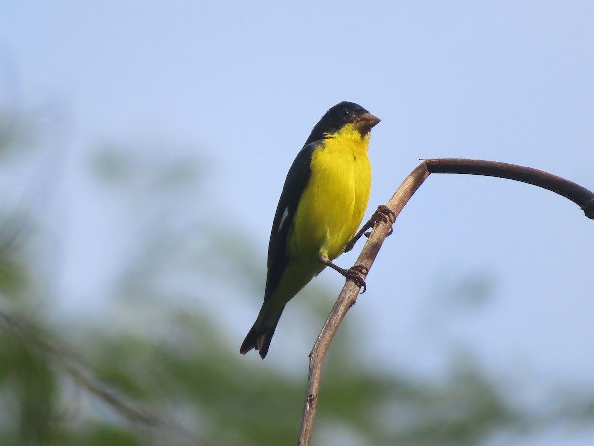 Lesser Goldfinch - ML642822202