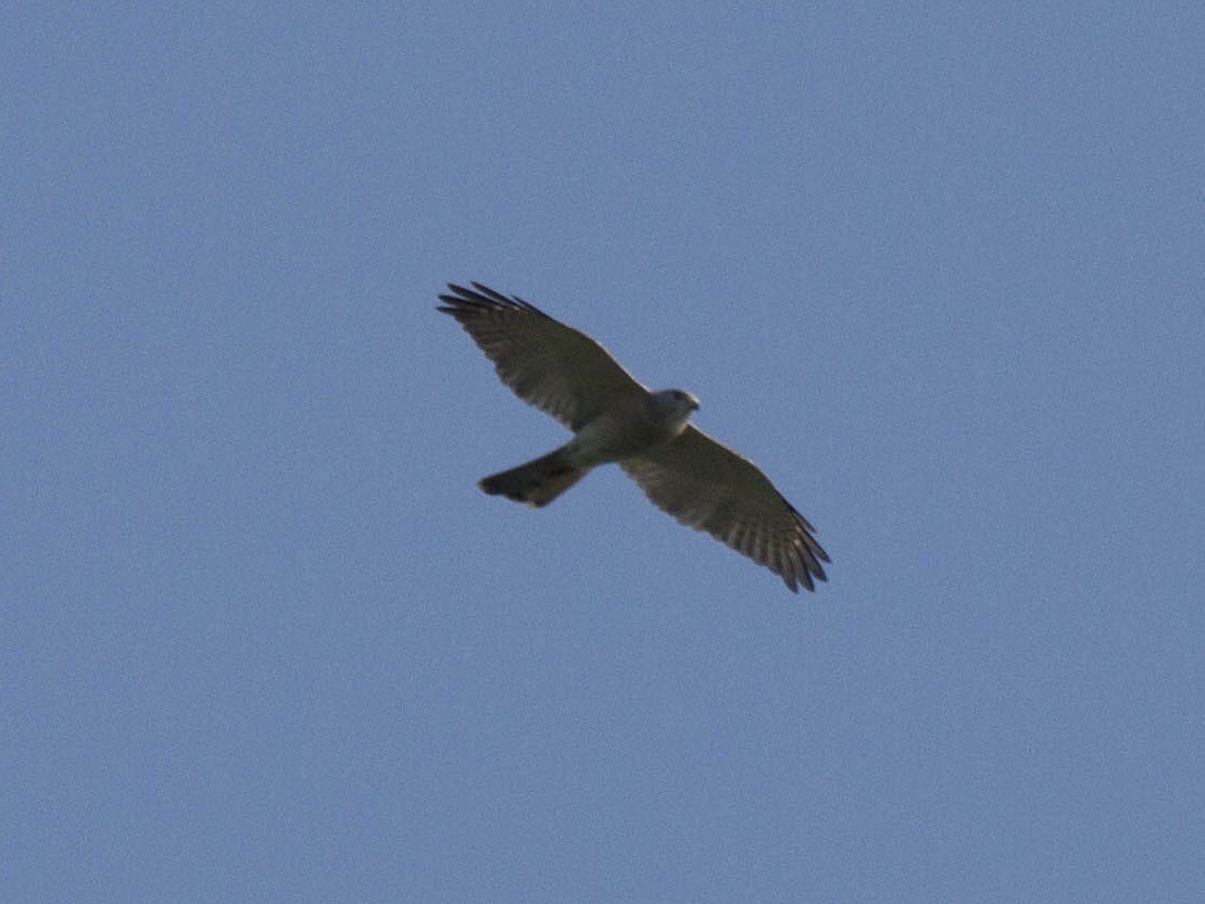 Shikra - ML642822208