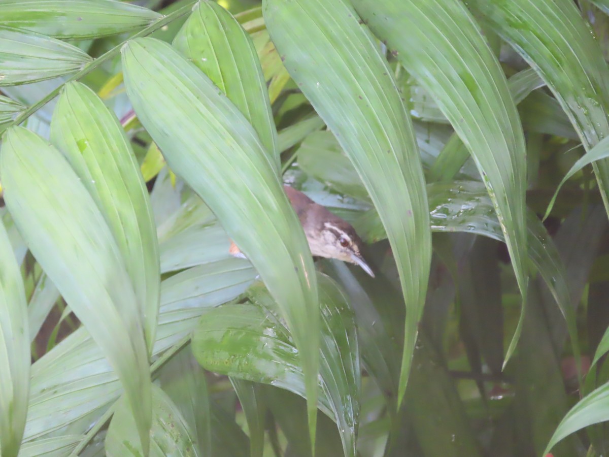 Cabanis's Wren - ML642822210