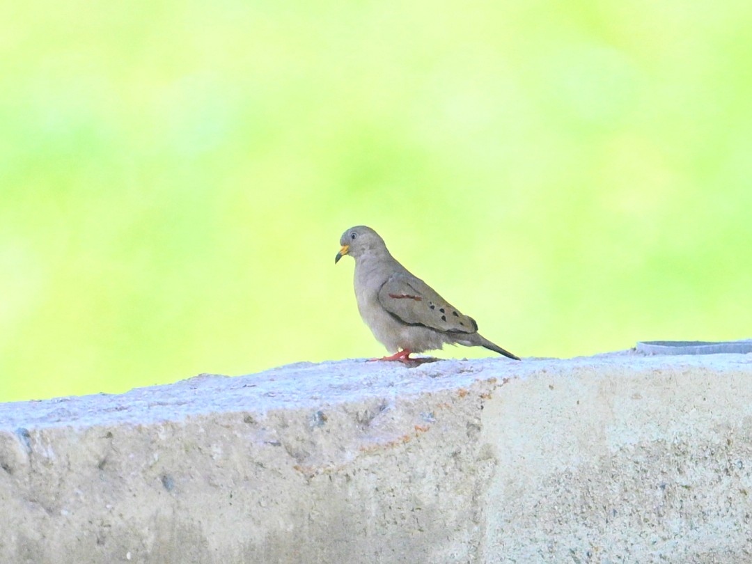 Croaking Ground Dove - ML642822224