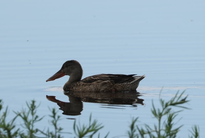 Халбага нугас - ML642822225