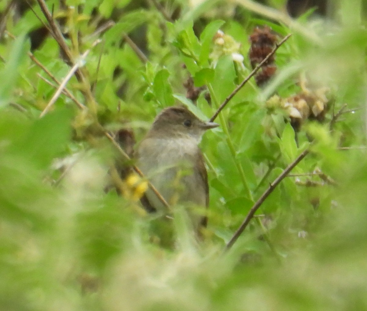 Empidonax sp. - ML642822240