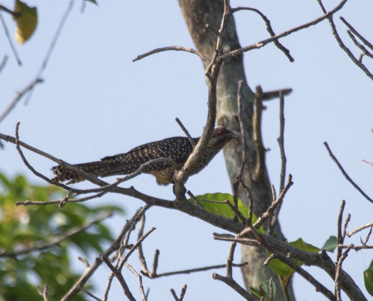 Asian Koel - ML642822250