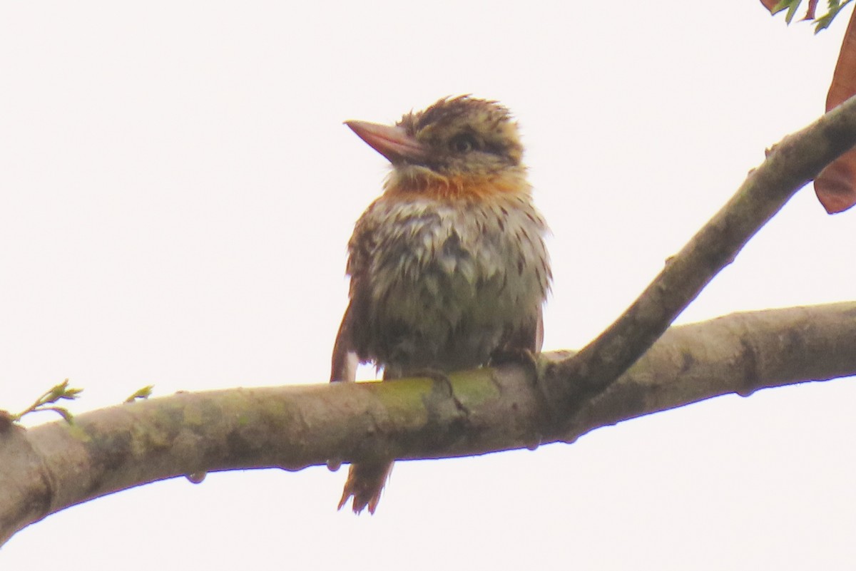 Spot-backed Puffbird - ML642822267