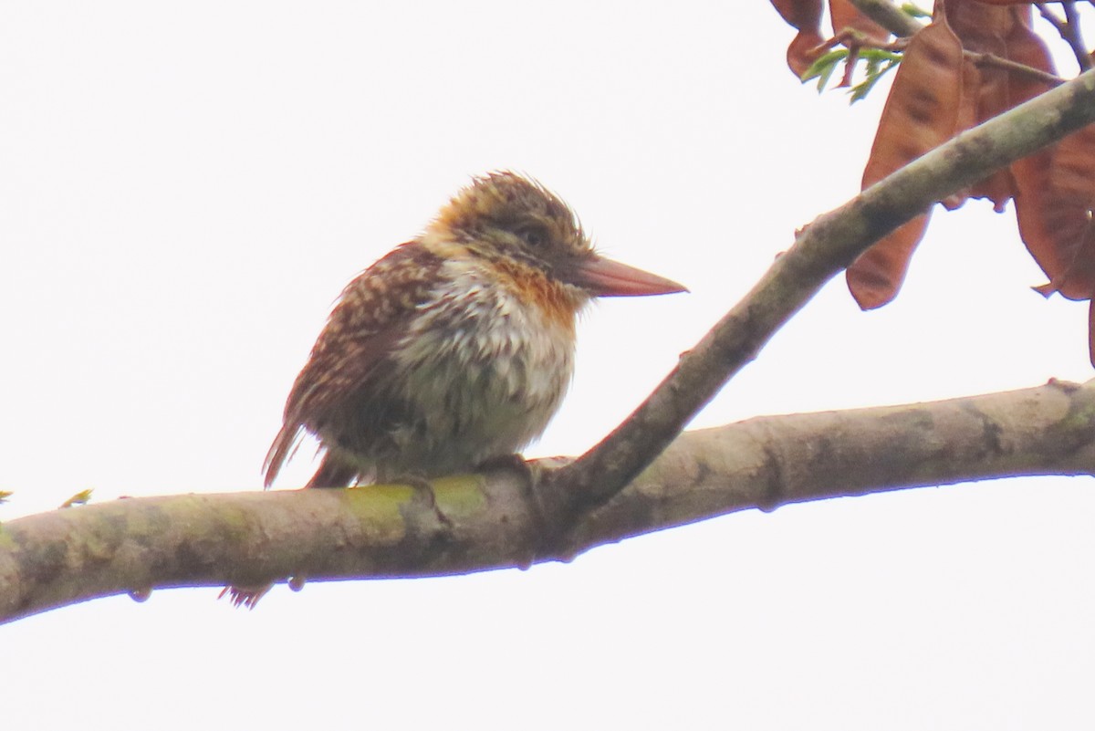 Spot-backed Puffbird - ML642822268