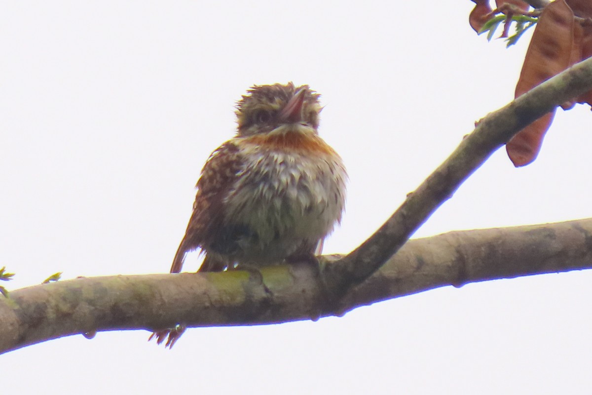 Spot-backed Puffbird - ML642822269
