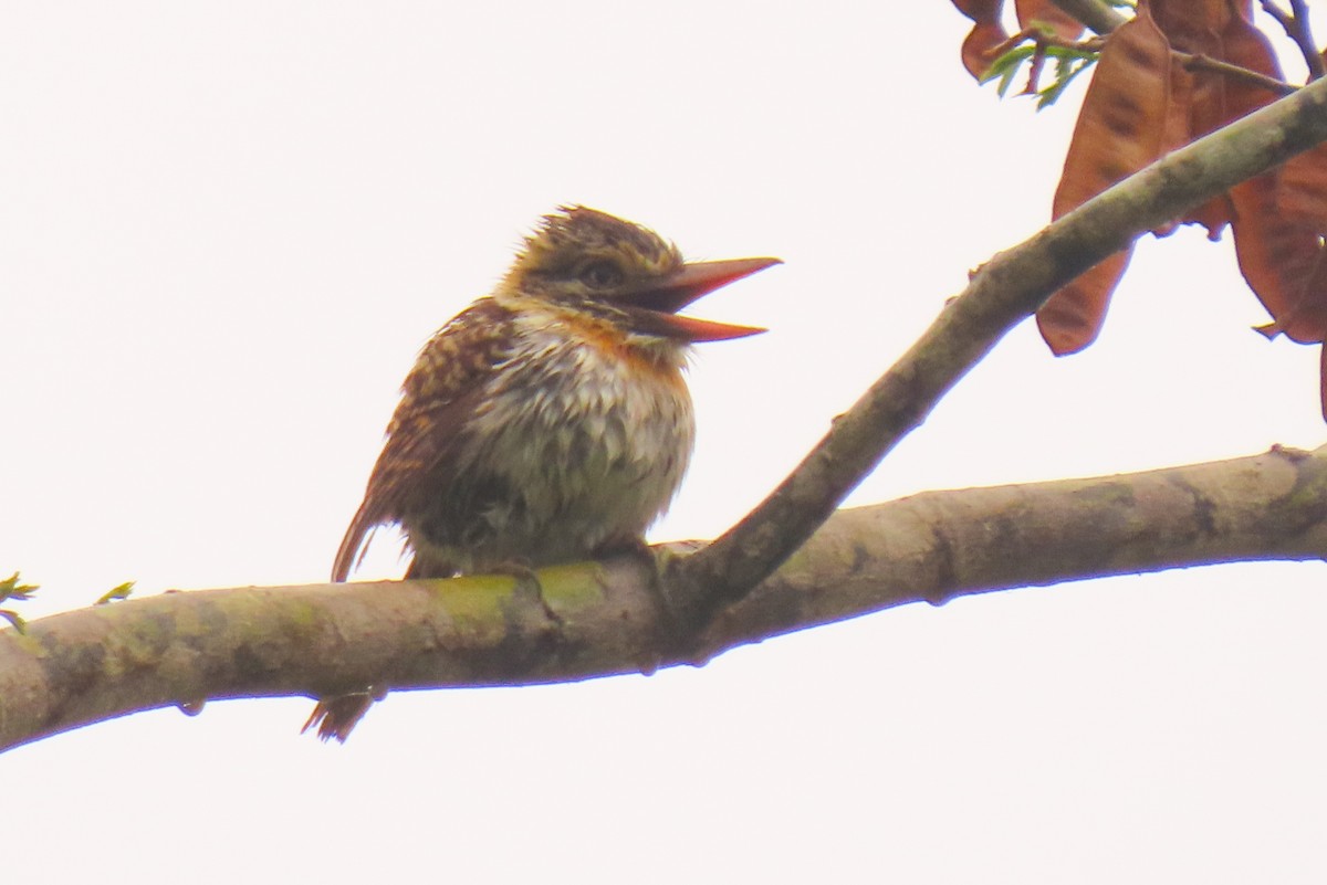 Spot-backed Puffbird - ML642822270