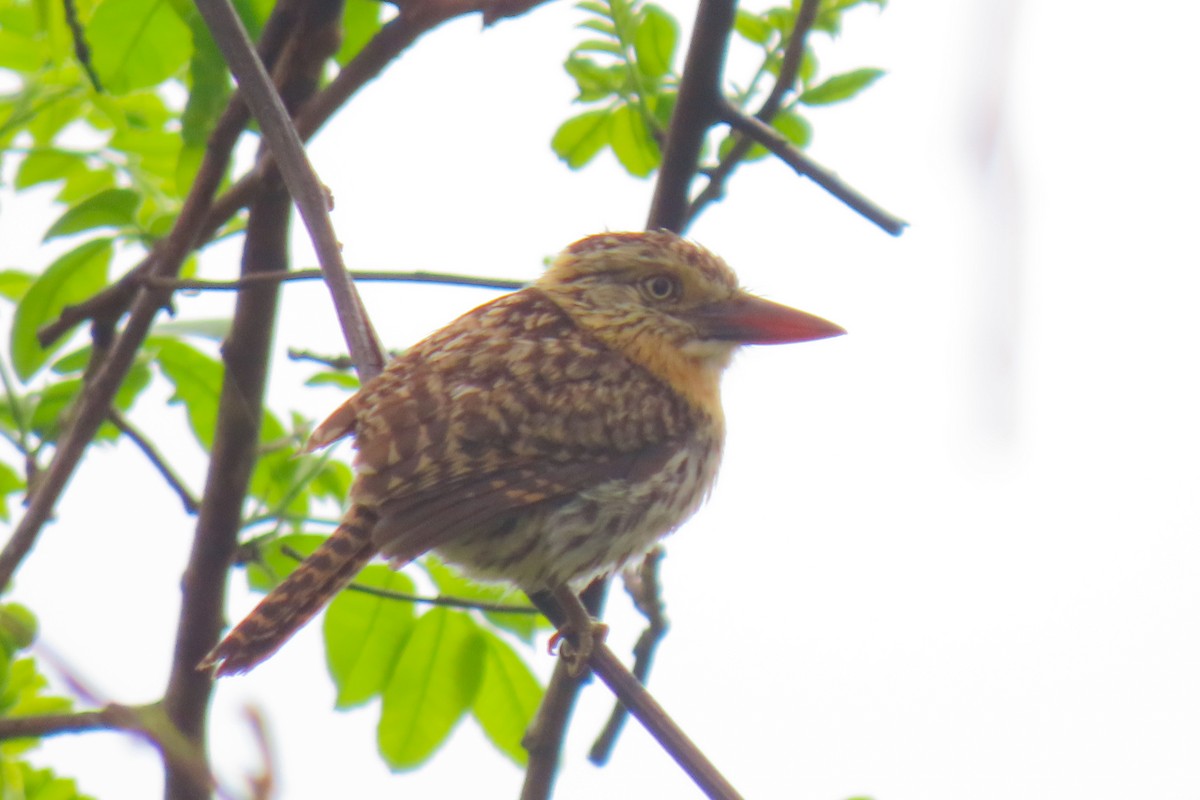 Spot-backed Puffbird - ML642822271