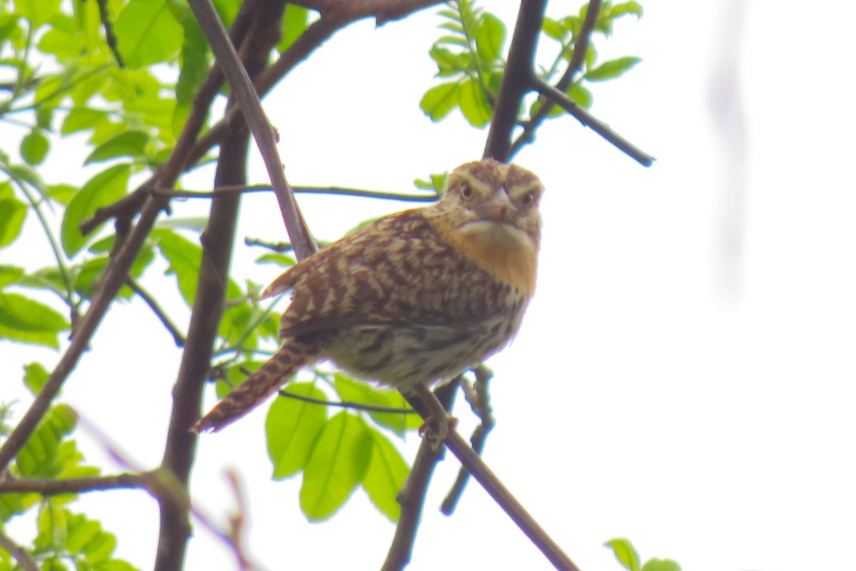 Spot-backed Puffbird - ML642822272