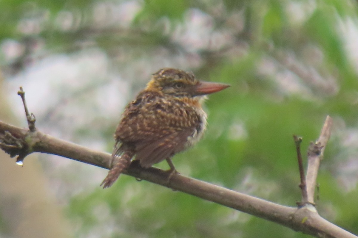 Spot-backed Puffbird - ML642822283