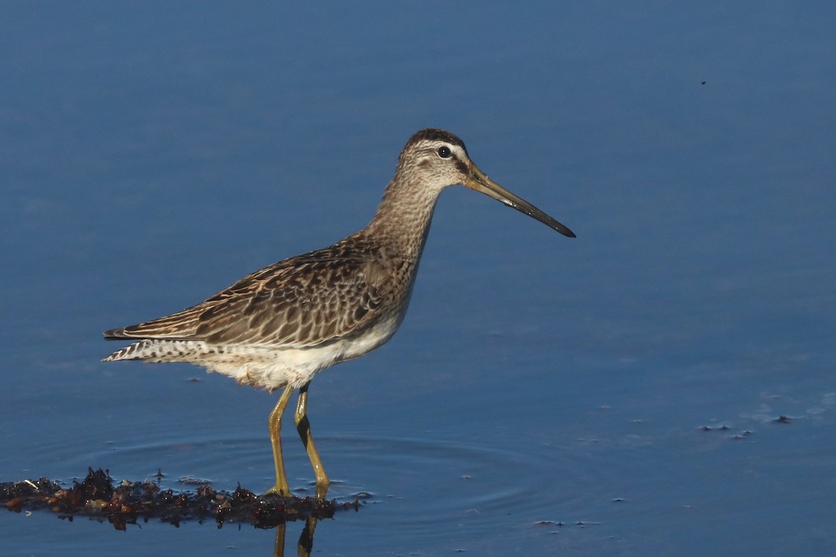Short-billed Dowitcher - ML642822288