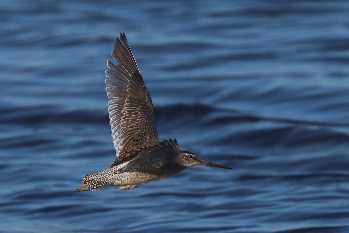 Short-billed Dowitcher - ML642822289