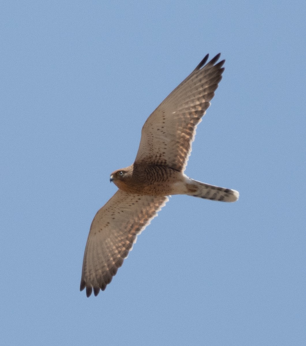 Greater Kestrel - ML642822293