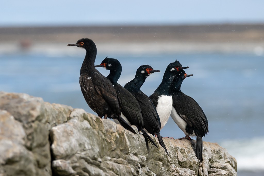 Cormoran de Magellan - ML642822296
