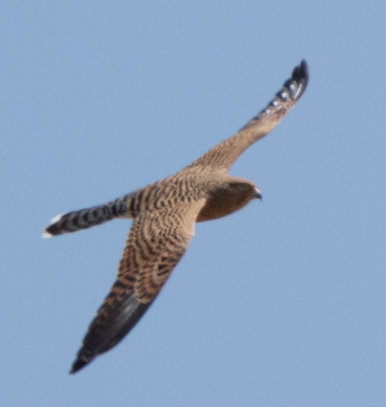 Greater Kestrel - ML642822301