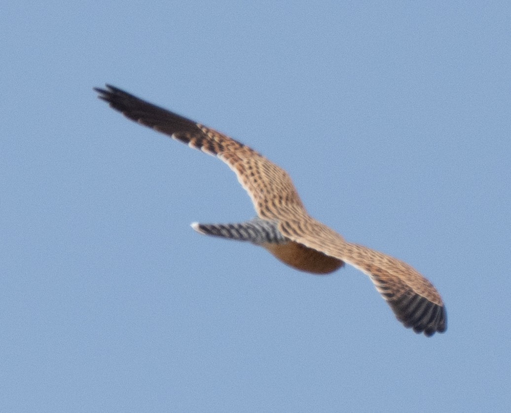 Greater Kestrel - ML642822308