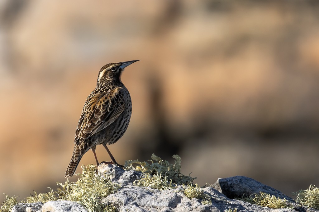 Long-tailed Meadowlark - ML642822323