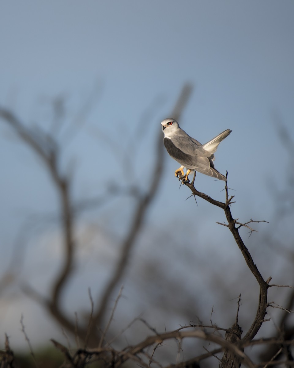 Black-winged Kite - ML642822324