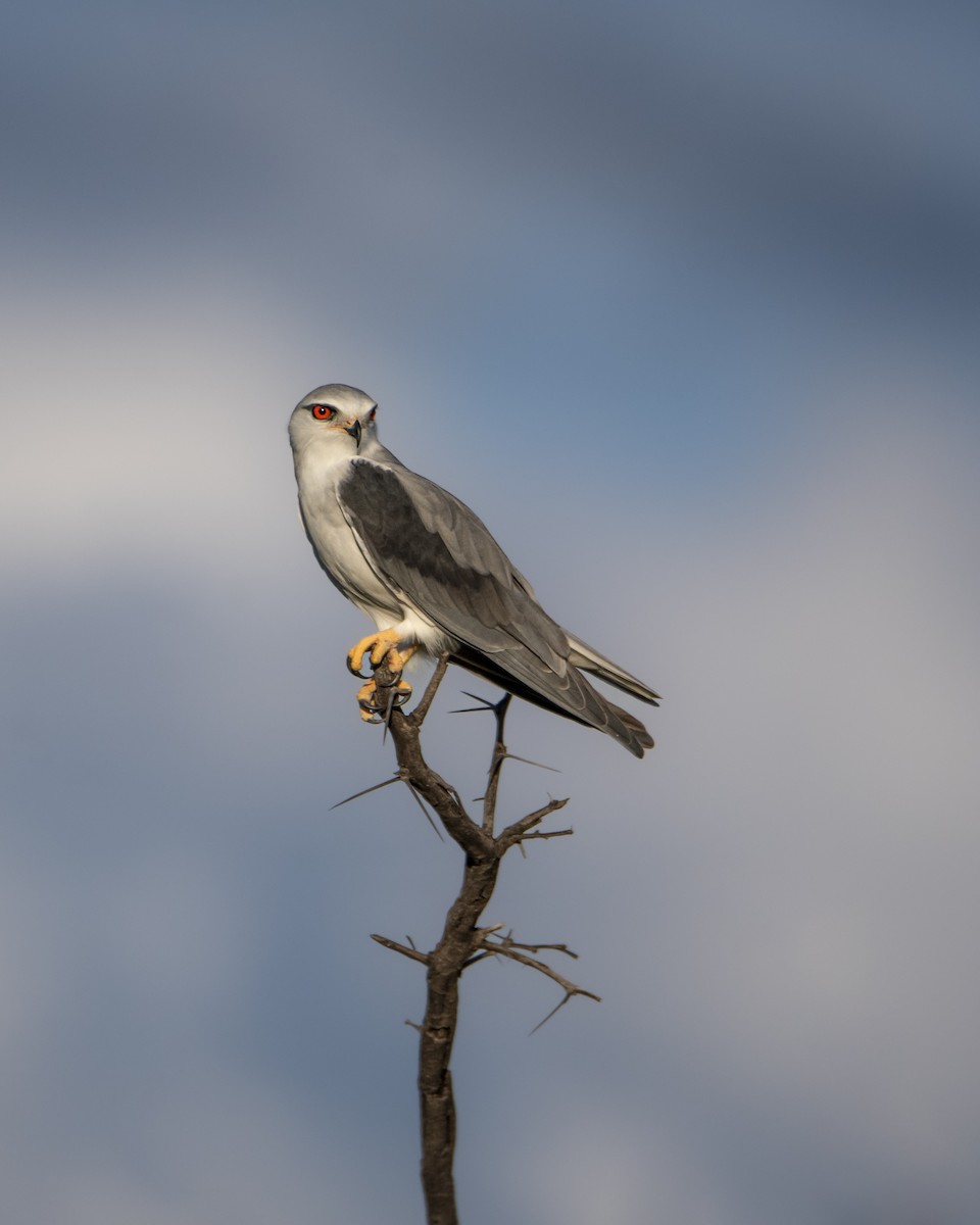 Black-winged Kite - ML642822326