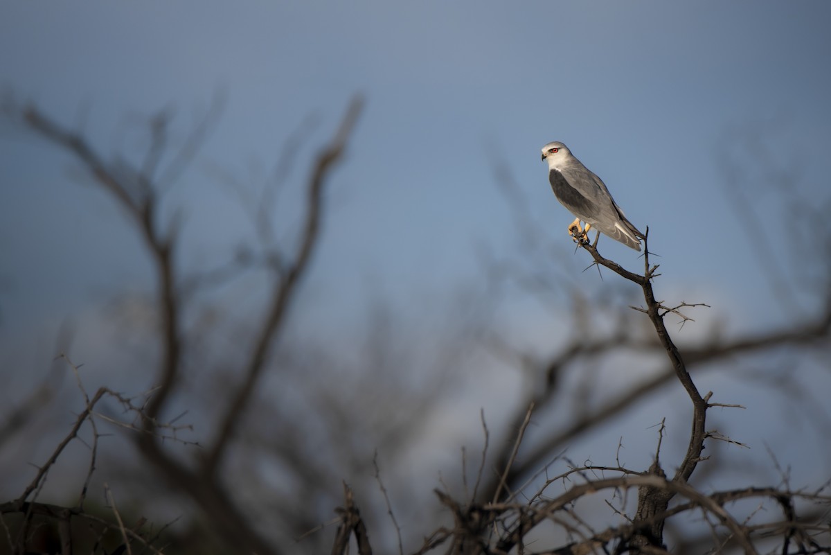 Black-winged Kite - ML642822327