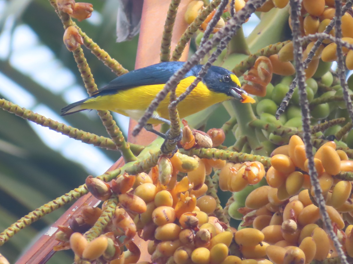 Yellow-throated Euphonia - ML642822332