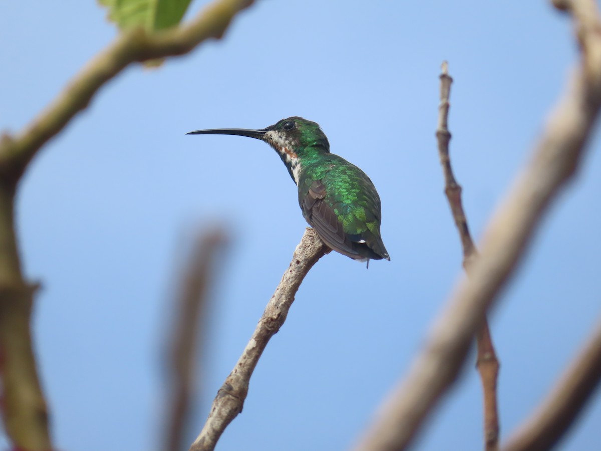 Green-breasted Mango - ML642822341