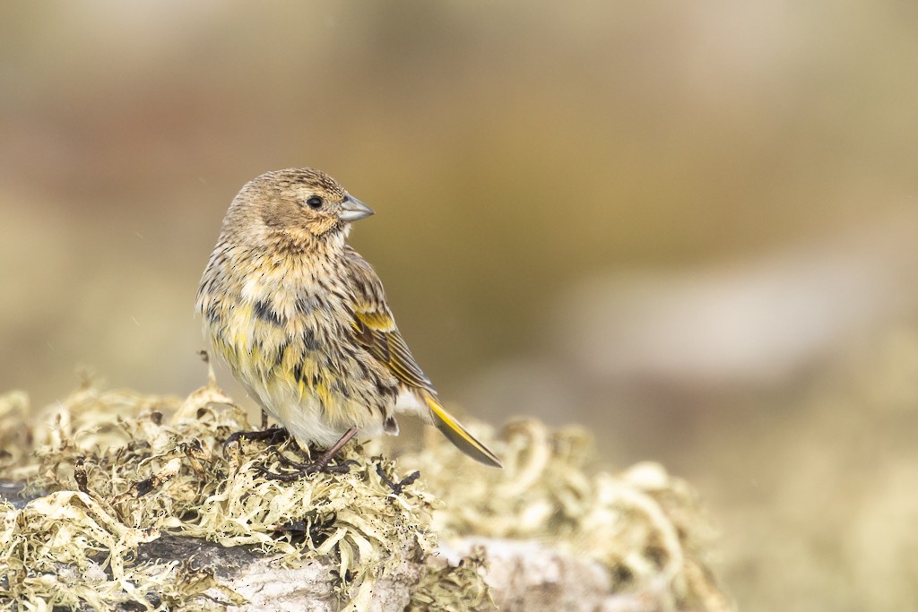 ノドグロシトド（melanodera） - ML642822343