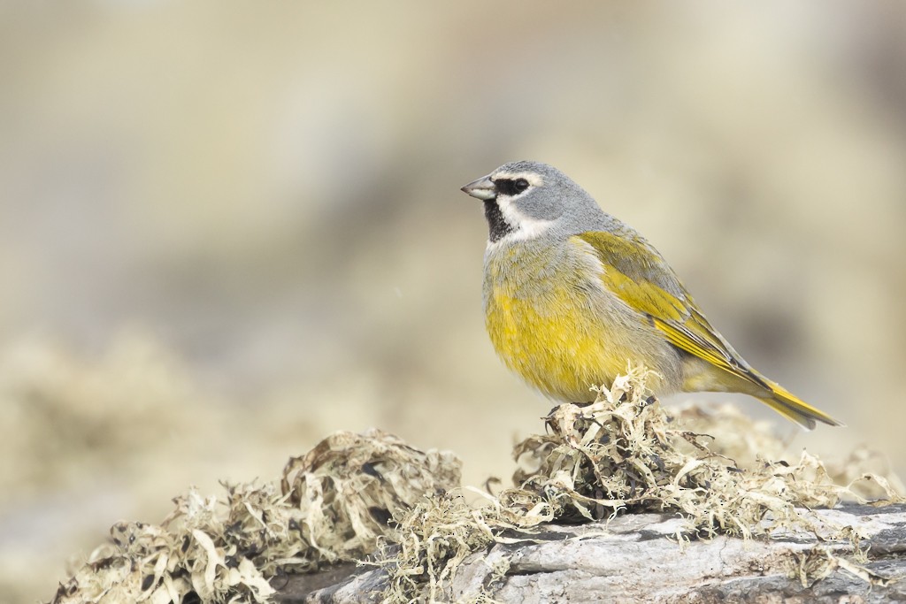 ノドグロシトド（melanodera） - ML642822344