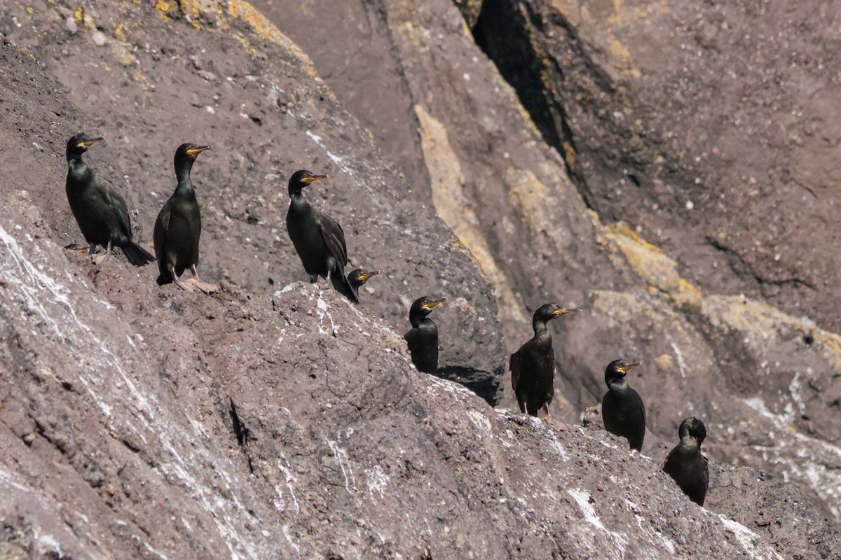 European Shag - ML642822365