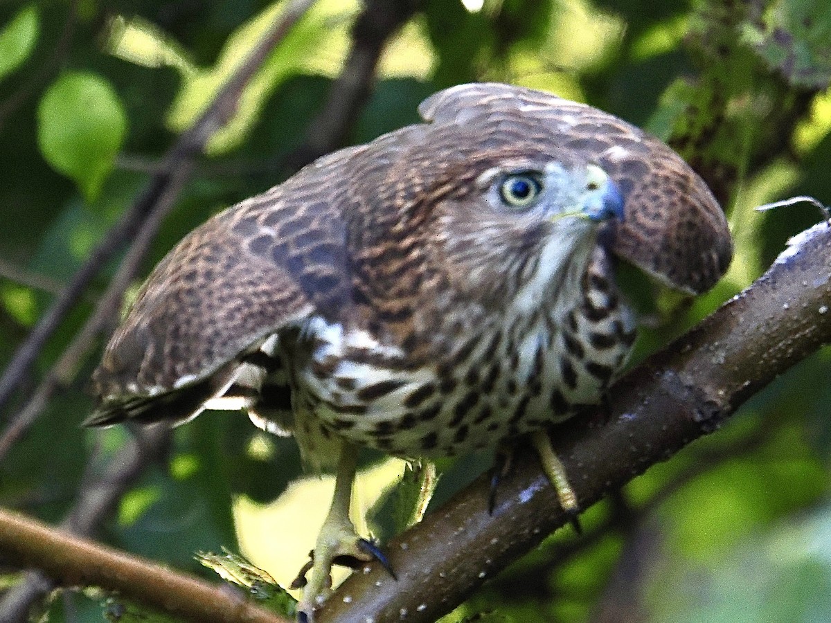 Cooper's Hawk - ML642822367
