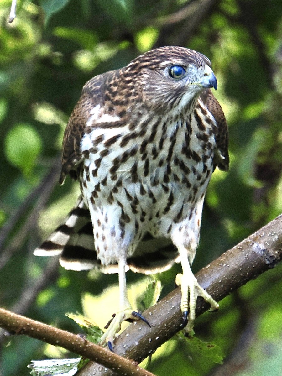 Cooper's Hawk - ML642822368